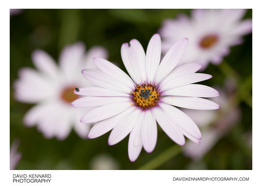 Osteospermum ecklonis flower