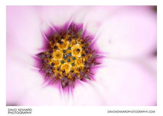 Osteospermum ecklonis flower