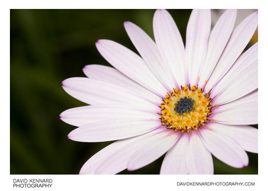 Osteospermum ecklonis flower