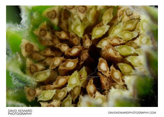 Osteospermum ecklonis seed head