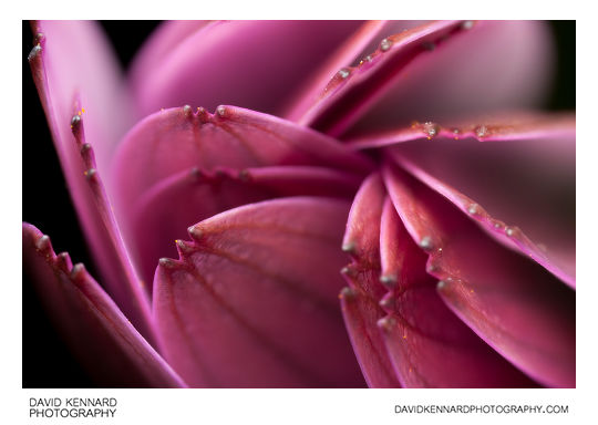 Osteospermum ecklonis flower petals
