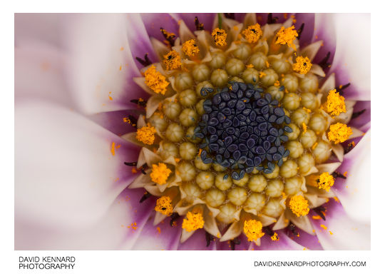 Osteospermum ecklonis flower