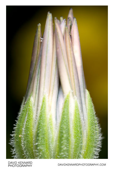 Osteospermum ecklonis flower bud