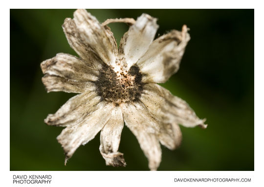 Receptacle of spent Osteospermum ecklonis flower