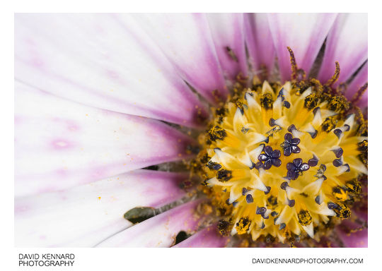 Osteospermum ecklonis flower