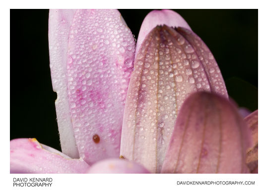 Osteospermum ecklonis flower petals