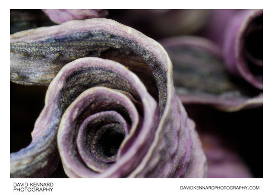 Curled Osteospermum ecklonis flower petals