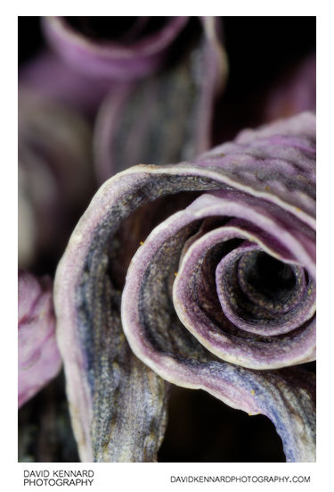 Curled Osteospermum ecklonis flower petals