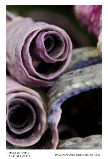 Curled Osteospermum ecklonis flower petals