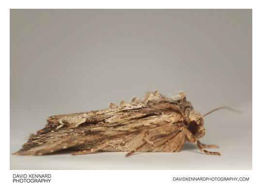 Dark Arches (Apamea monoglypha) moth