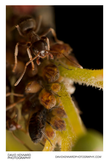 Lasius niger farming Anoecia cornicola