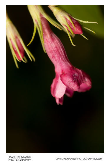 Red jasmine (Jasminum beesianum) flower and buds