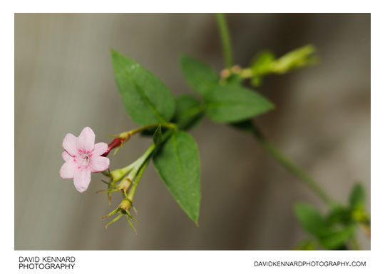 Red jasmine (Jasminum beesianum)