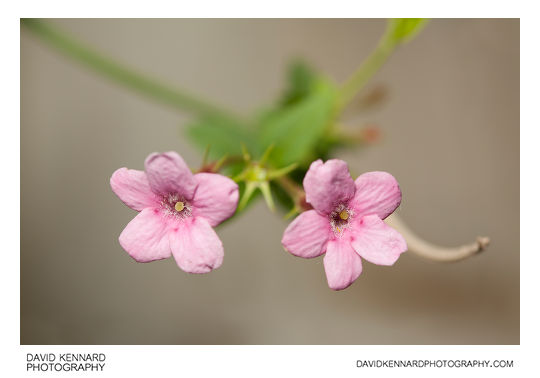 Red jasmine (Jasminum beesianum) flowers