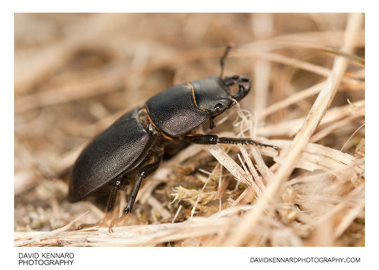 Male Lesser Stag beetle (Dorcus parallelipipedus)