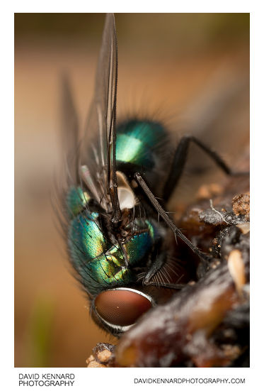 Green-bottle fly (Lucilia sp.)