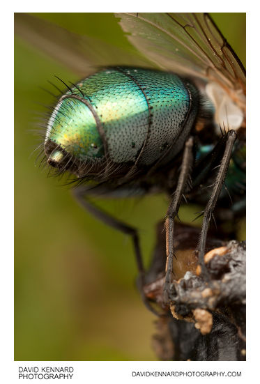 Green-bottle fly (Lucilia sp.) abdomen