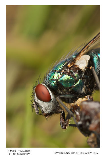 Green-bottle fly (Lucilia sp.)