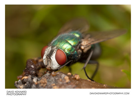 Green-bottle fly (Lucilia sp.)