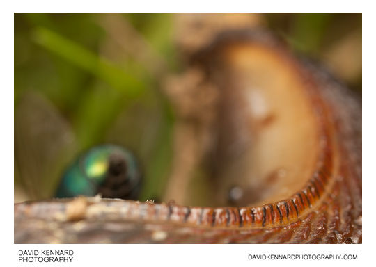 Green-bottle fly (Lucilia sp.)