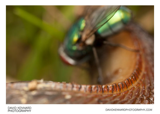 Green-bottle fly (Lucilia sp.)