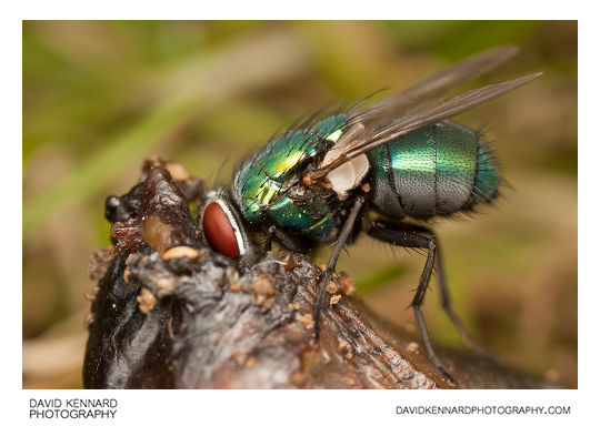 Green-bottle fly (Lucilia sp.)