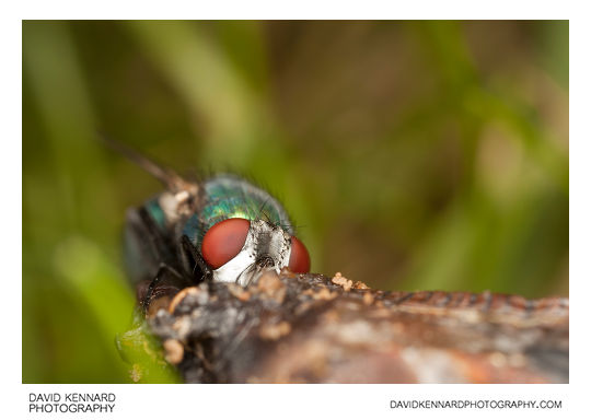 Green-bottle fly (Lucilia sp.)