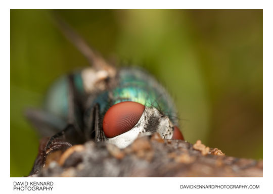 Green-bottle fly (Lucilia sp.)