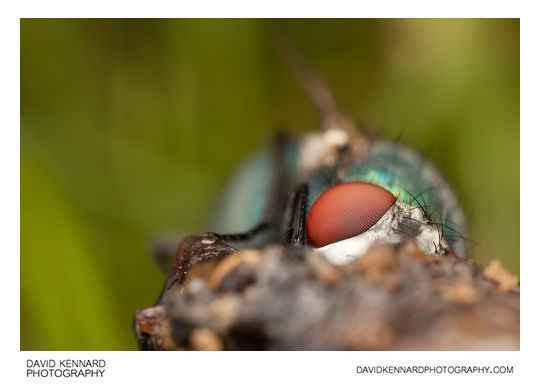 Green-bottle fly (Lucilia sp.)