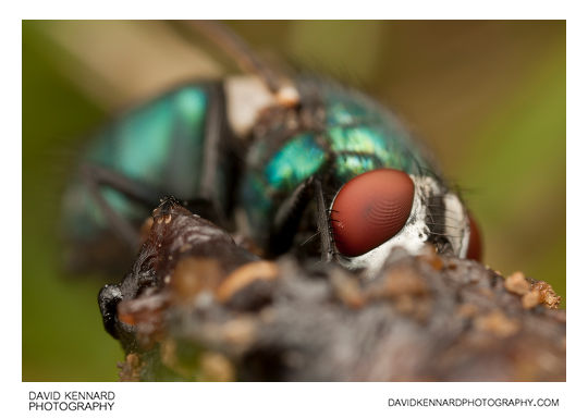 Green-bottle fly (Lucilia sp.)