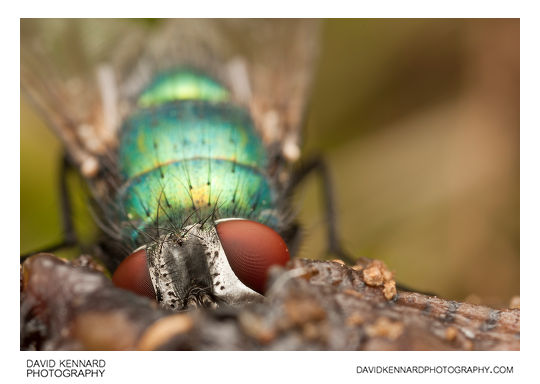 Green-bottle fly (Lucilia sp.)