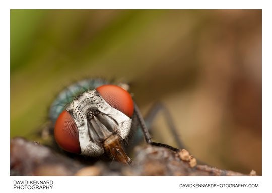 Green-bottle fly (Lucilia sp.)