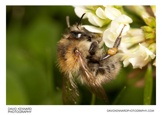 Common carder bumble bee (Bombus pascuorum)