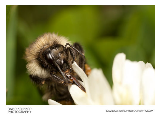 Common carder bumble bee (Bombus pascuorum)