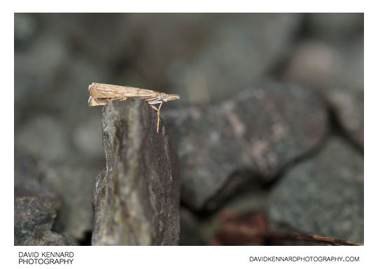 Garden Grass-veneer moth (Chrysoteuchia culmella)