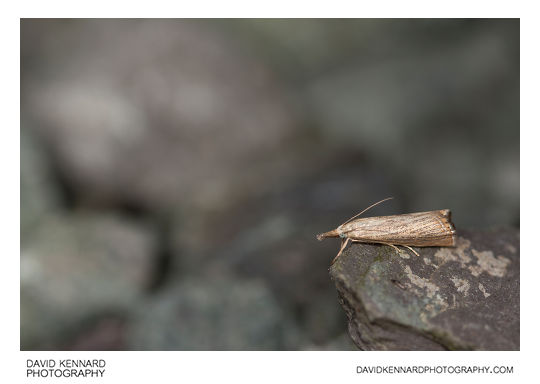 Garden Grass-veneer moth (Chrysoteuchia culmella)