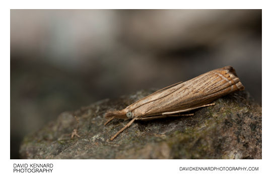 Garden Grass-veneer moth (Chrysoteuchia culmella)