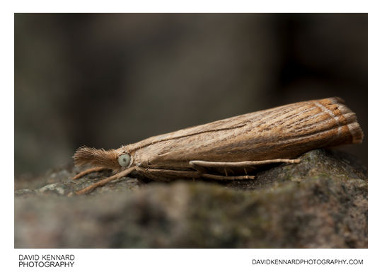 Garden Grass-veneer moth (Chrysoteuchia culmella)