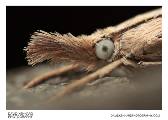 Garden Grass-veneer moth (Chrysoteuchia culmella)