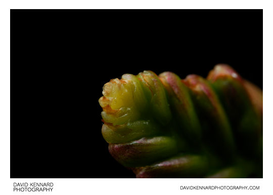 Crocosmia flower spike tip