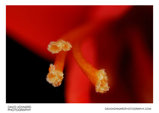 Crocosmia stigma