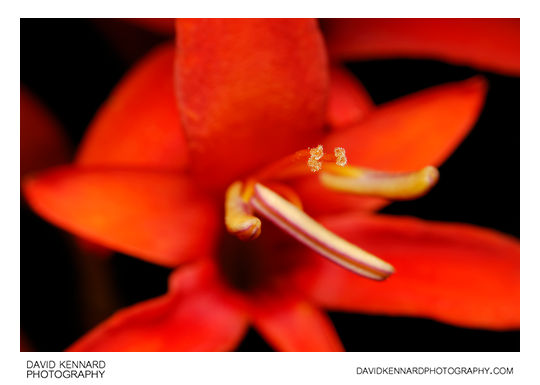 Red Crocosmia flower