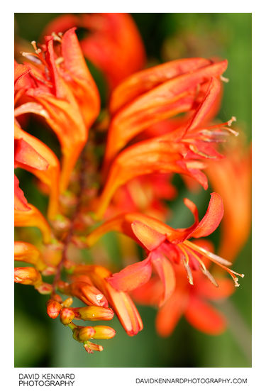 Crocosmia flower spike