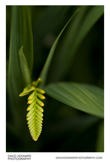 Budding Crocosmia flower spike