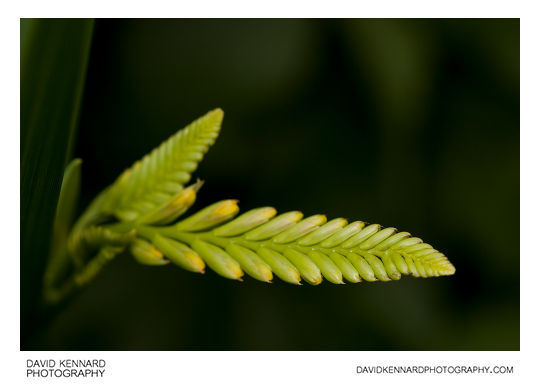 Budding Crocosmia flower spike