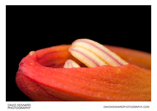 Anthers bursting from Crocosmia flower bud