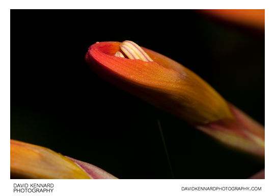 Anthers bursting from Crocosmia flower bud