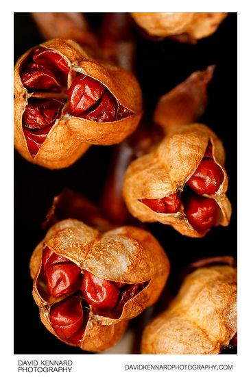 Crocosmia seed pods (open)