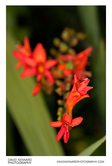 Crocosmia flowers