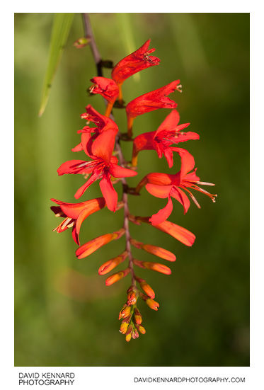 Crocosmia flower spike